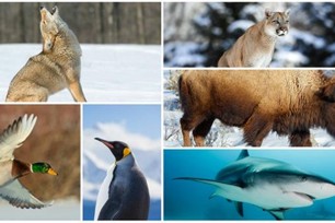 Die tierischen Namen der Eishockeyteams 