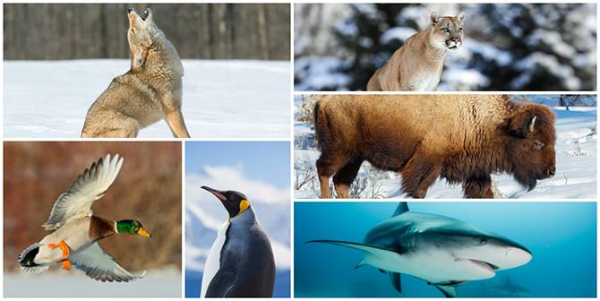 Collage van wolf, eend, pinguïn, panter, buffel en haai